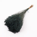 Broom bloom, Dried, Moss Green