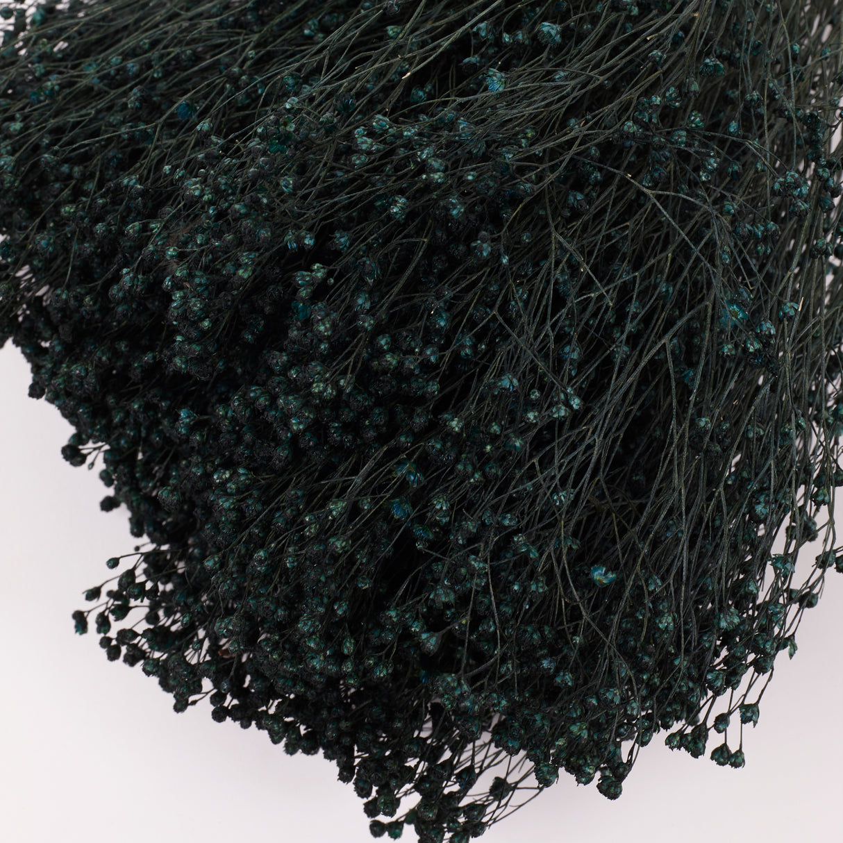 Broom bloom, Dried, Moss Green