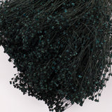 Broom bloom, Dried, Moss Green