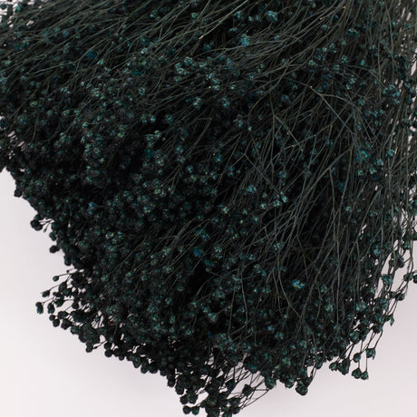 Broom bloom, Dried, Moss Green