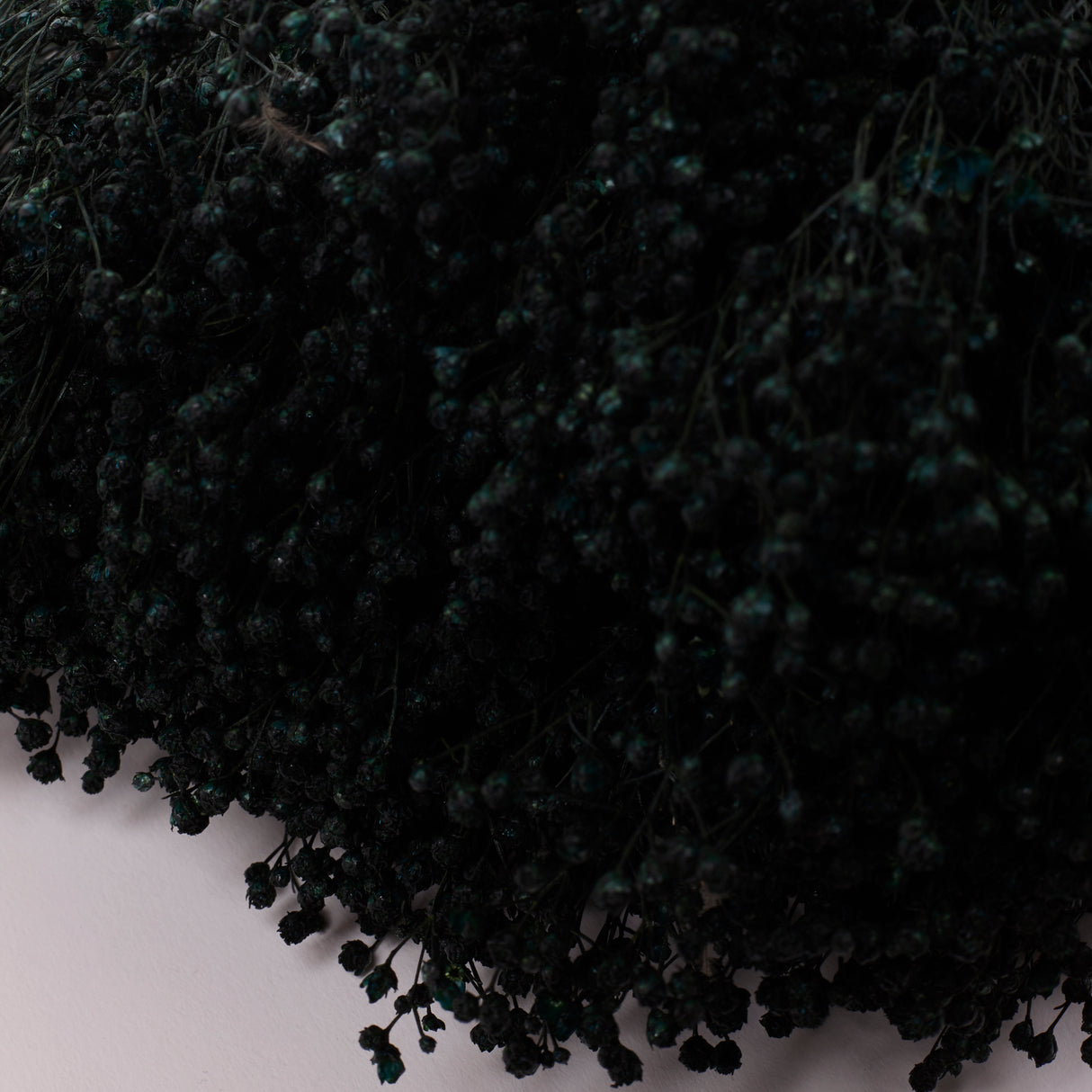 Broom bloom, Dried, Moss Green