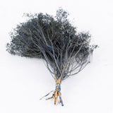 Broom Bloom, Dried, Dark Blue