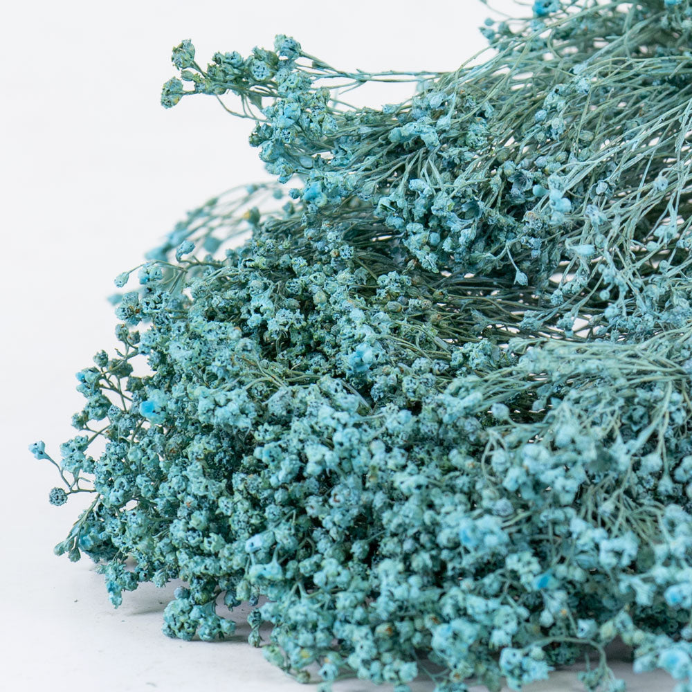 Broom Bloom, Dried, Blue Misty