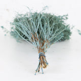 Broom Bloom, Dried, Blue Misty