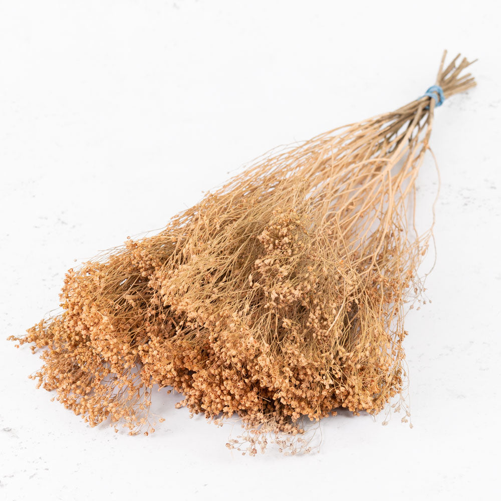 Broom Bloom, Dried, Coral Misty