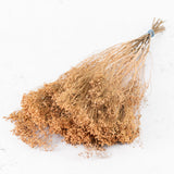 Broom Bloom, Dried, Coral Misty