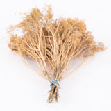 Broom Bloom, Dried, Coral Misty