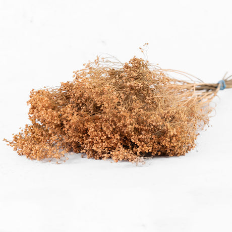 Broom Bloom, Dried, Coral Misty