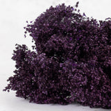 Broom Bloom, Dried, Purple