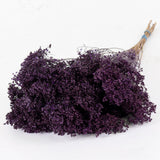 Broom Bloom, Dried, Purple