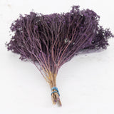 Broom Bloom, Dried, Purple