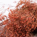 Broom Bloom, Dried, Pink