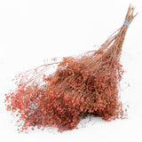 Broom Bloom, Dried, Pink