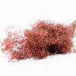 Broom Bloom, Dried, Pink