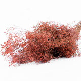 Broom Bloom, Dried, Pink