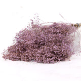 Broom Bloom, Dried, Lilac Misty