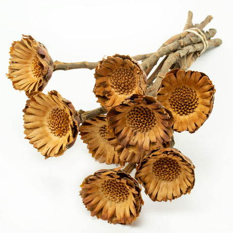 This image shows a bunch of 10 Protea Compacta stems, against a white background