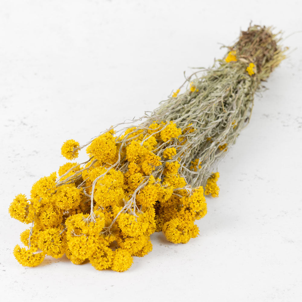 Sanfordii, Natural Yellow