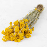 Sanfordii, Natural Yellow