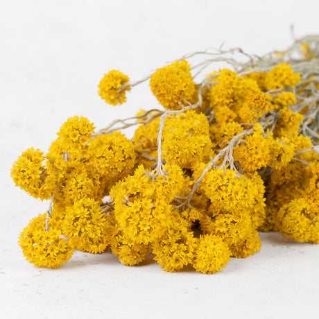 Sanfordii, Natural Yellow