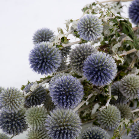 Dried Echinops, Natural Blue Bunch.