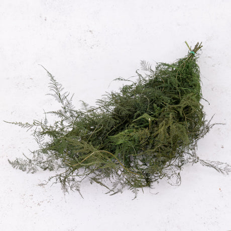Asparagus Moss, preserved, Green