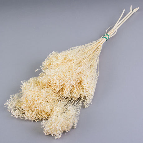 This image shows a bunch of broom bloom that has been preserved and bleached to give it a delicate creamy-white colour. It is set against a light grey background.