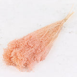 Broom Bloom, Preserved, Bleached, Dyed Pink