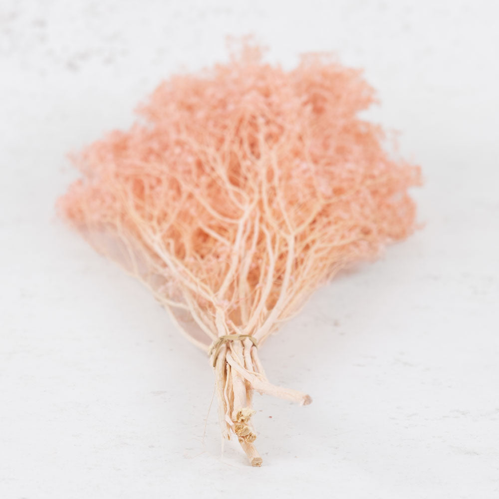 Broom Bloom, Preserved, Bleached, Dyed Pink
