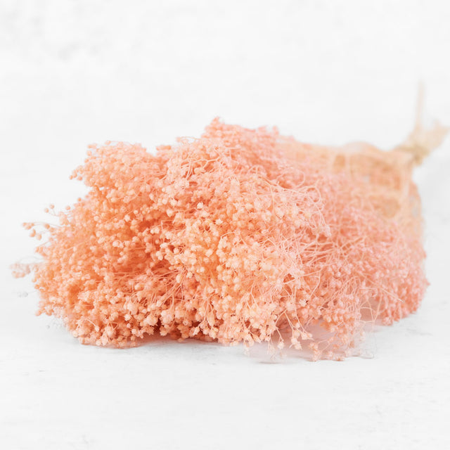 Broom Bloom, Preserved, Bleached, Dyed Pink