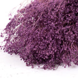 Broom Bloom, Preserved, Bleached, Dyed Lilac