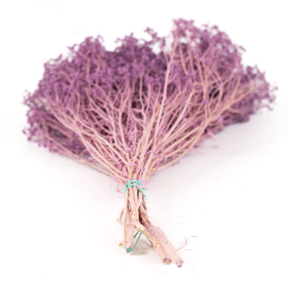 Broom Bloom, Preserved, Bleached, Dyed Lilac