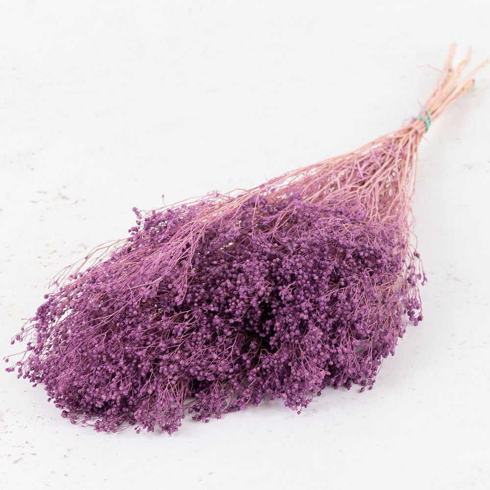 Broom Bloom, Preserved, Bleached, Dyed Lilac