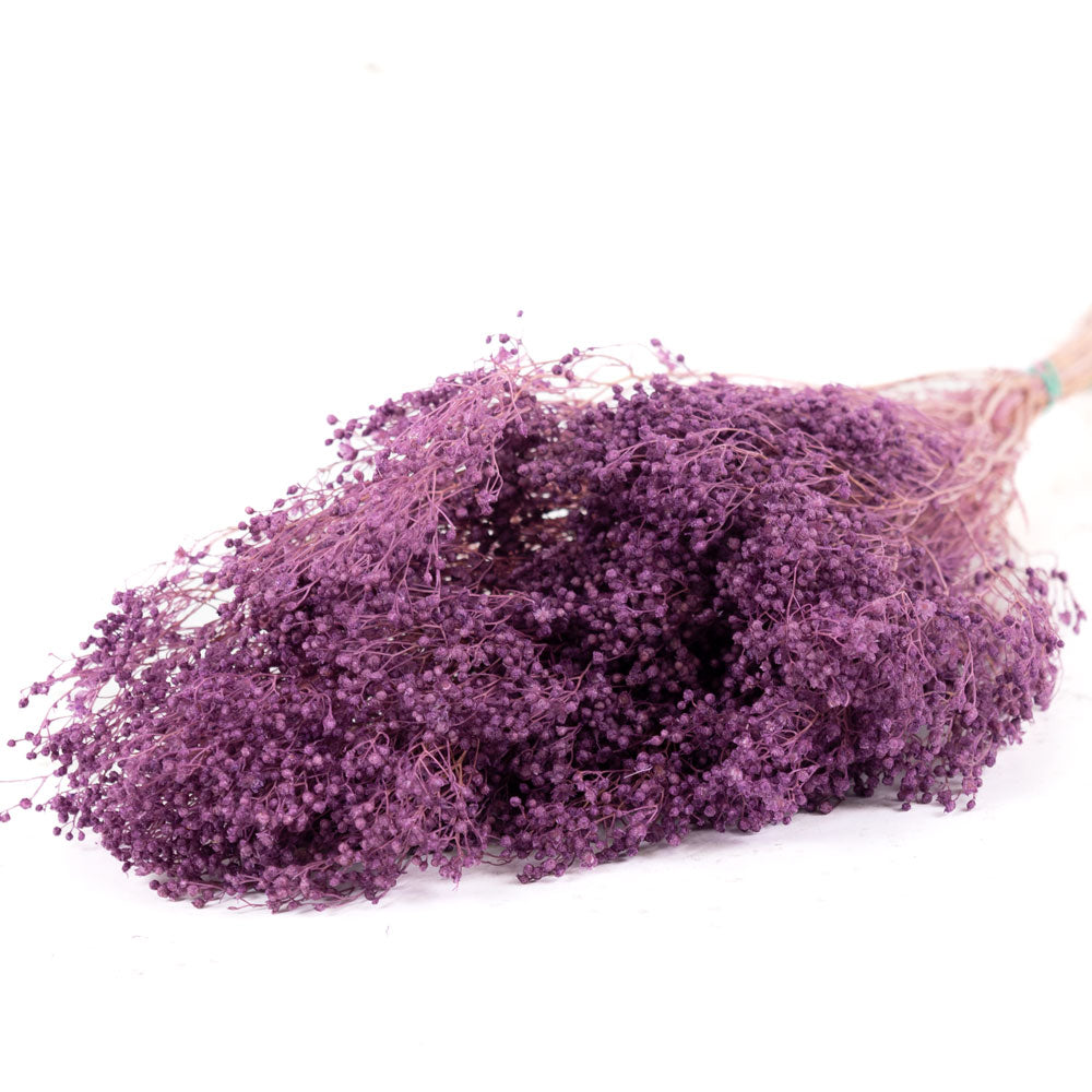 Broom Bloom, Preserved, Bleached, Dyed Lilac