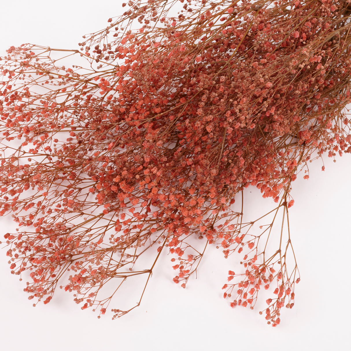 Gypsophila, Preserved, Pink, 100g Bunch