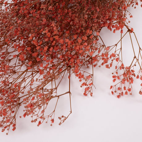 Gypsophila, Preserved, Pink, 100g Bunch
