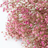 a bunch of brightly coloured pink gypsophila, against a white background