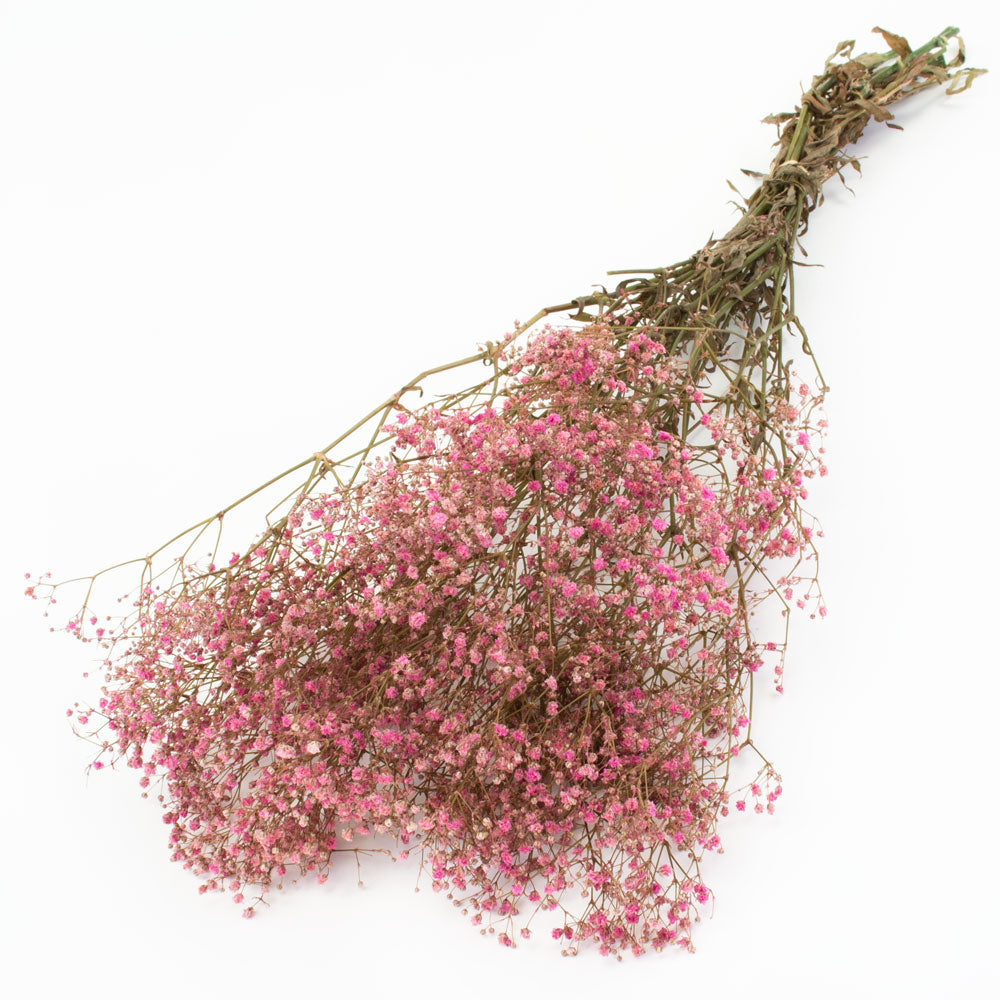 a bunch of brightly coloured pink gypsophila, against a white background