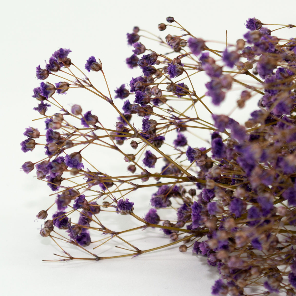 This is an image of a bunch of preserved lilac gypsophila on a white background.