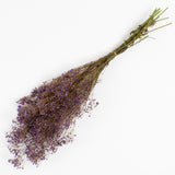 This is an image of a bunch of preserved lilac gypsophila on a white background.