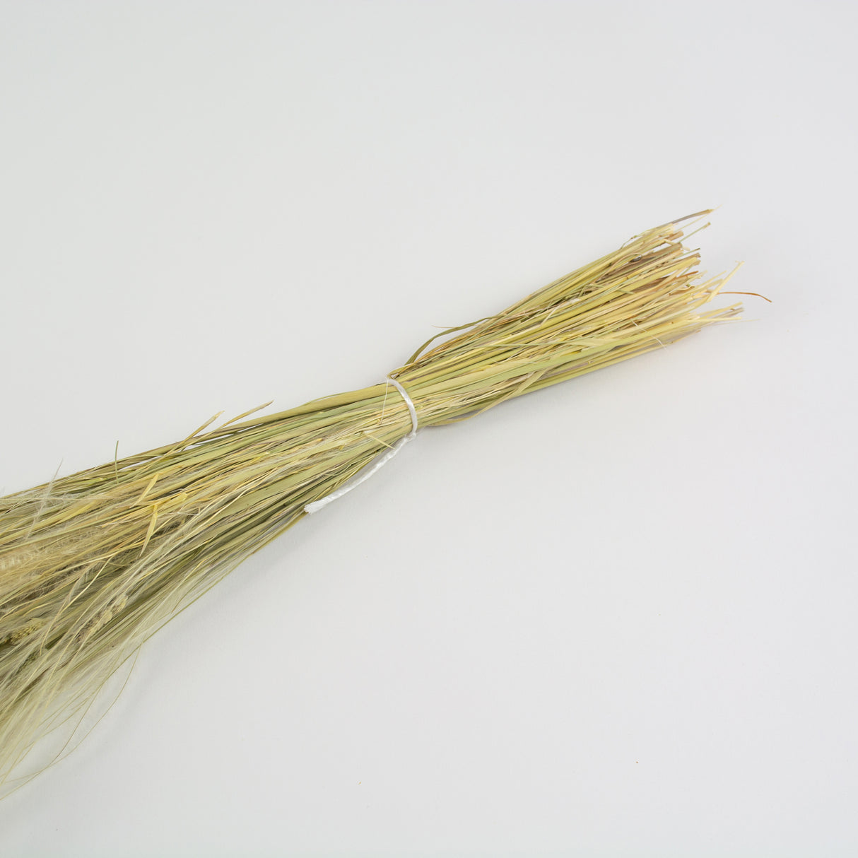 This image shows a bunch of natural Dried Stipa Pennata on a white background.