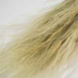 This image shows a close up of a bunch of natural Dried Stipa Pennata on a white background