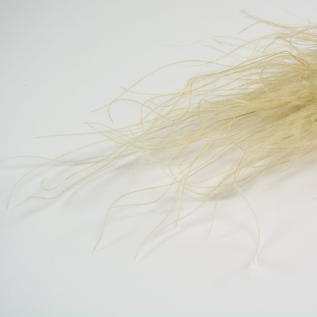 This image shows a close up of a bunch of natural Dried Stipa Pennata on a white background.