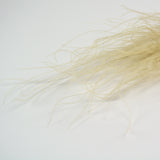 This image shows a close up of a bunch of natural Dried Stipa Pennata on a white background.