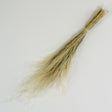 This image shows a bunch of natural Dried Stipa Pennata on a white background.
