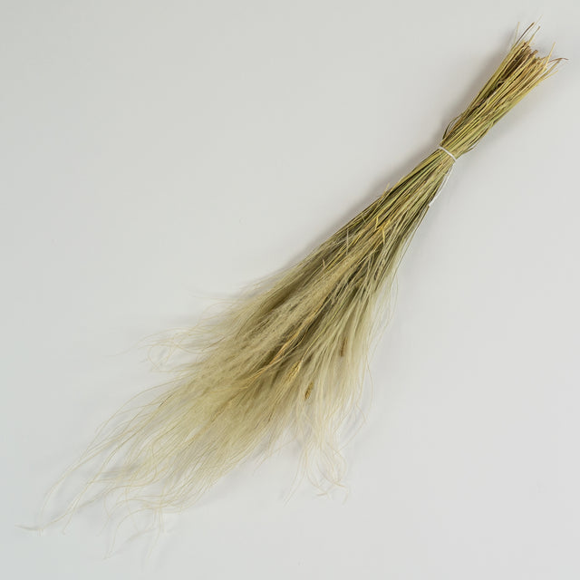 This image shows a bunch of natural Dried Stipa Pennata on a white background.