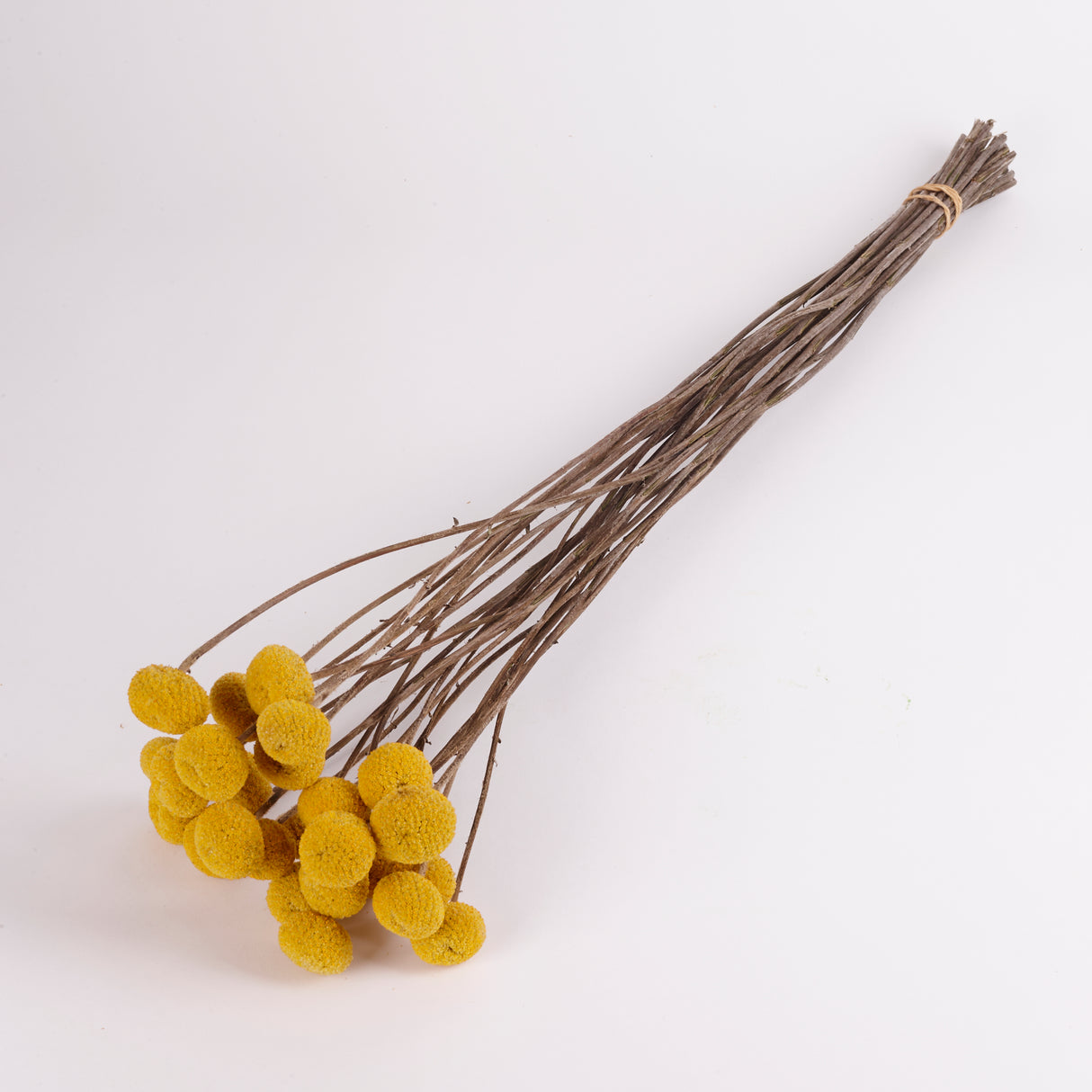 Craspedia, Billy Buttons, XL size, natural yellow.  Bunch is 15 stems