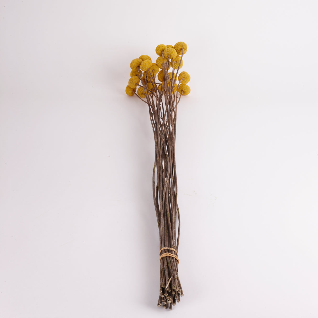 Craspedia XL, (billy buttons), Dried, Natural Yellow, Bunch x 25 stems