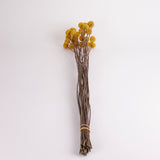 Craspedia XL, (billy buttons), Dried, Natural Yellow, Bunch x 25 stems