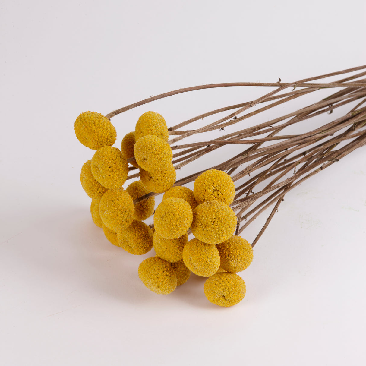 Craspedia XL, (billy buttons), Dried, Natural Yellow, Bunch x 25 stems